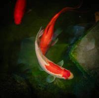 Biggest Koi Fish in the World: Record Holders & Facts.